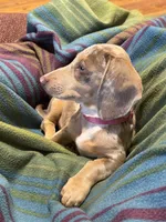 Sebastian Blue Eye, a male Miniature Dachshund for sale in London, AR – 4 of 5