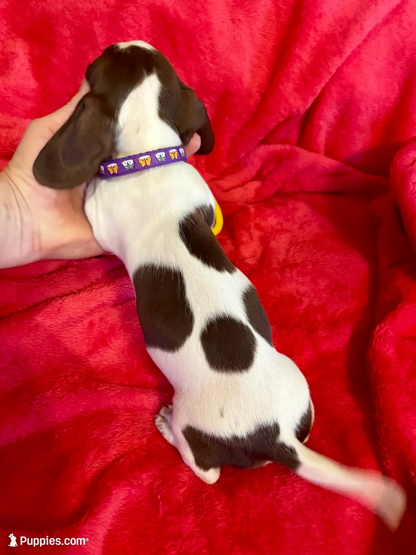 Caramel , a female Miniature Dachshund for sale in London, AR – 3 of 3