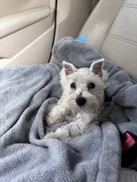 Pearl, a female Miniature Schnauzer for sale in London, AR – 3 of 5
