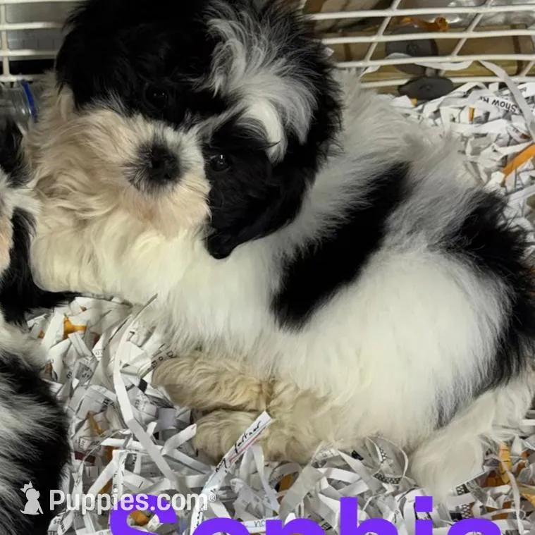 Sophia, a female Shih Tzu for sale in London, AR – Photo 1 of 3