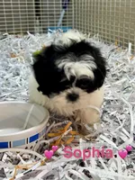 Sophia, a female Shih Tzu for sale in London, AR – Photo 2 of 3