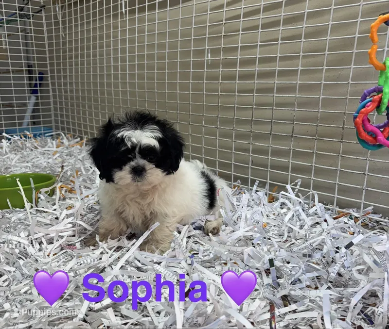 Sophia