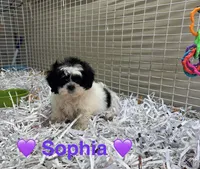 Sophia, a female Shih Tzu for sale in London, AR – Photo 3 of 3