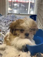 Odie, a male Shih Tzu for sale in London, AR – 4 of 4
