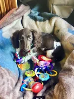 Sebastian Blue Eye, a male Miniature Dachshund for sale in London, AR – 5 of 5