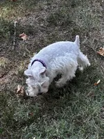 Pearl, a female Miniature Schnauzer for sale in London, AR – 1 of 5
