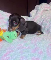Brownie, a female Miniature Dachshund for sale in London, AR – 2 of 5
