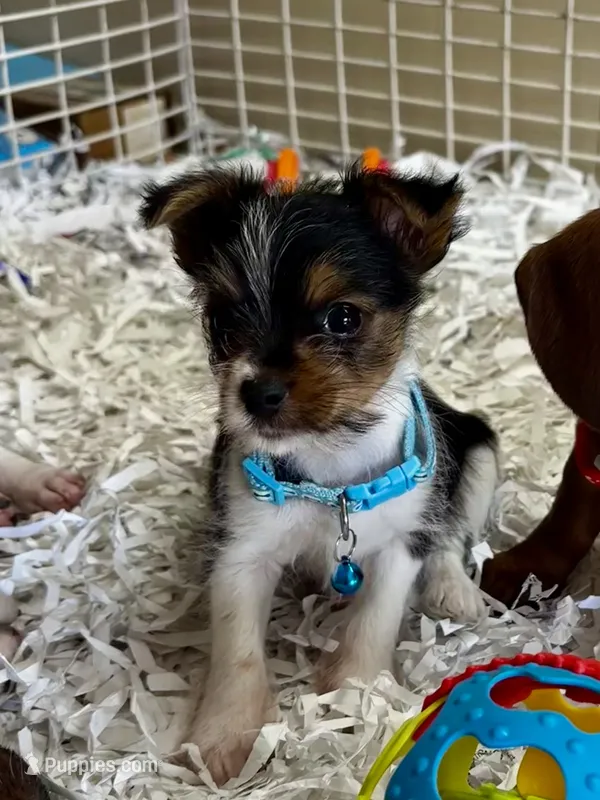 Shiloh – Yorkshire Terrier puppy for sale in London, AR