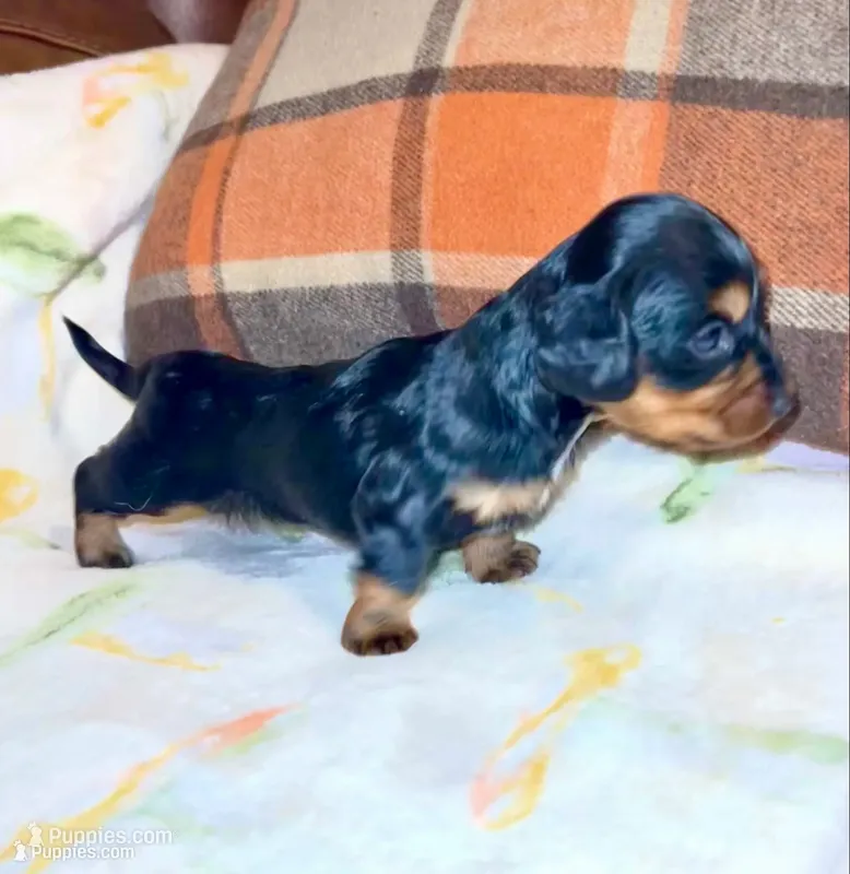 Peter – Miniature Dachshund puppy for sale in London, AR