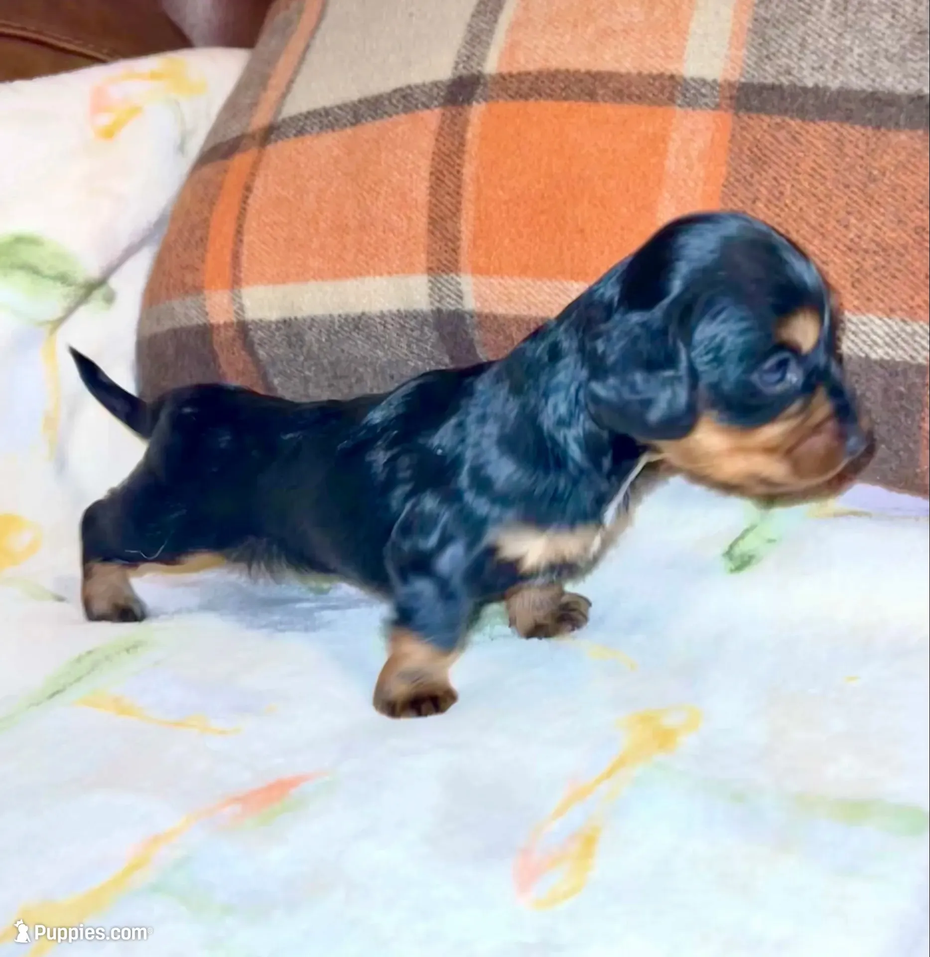 Peter, a male Miniature Dachshund for sale in London, AR – 1 of 4