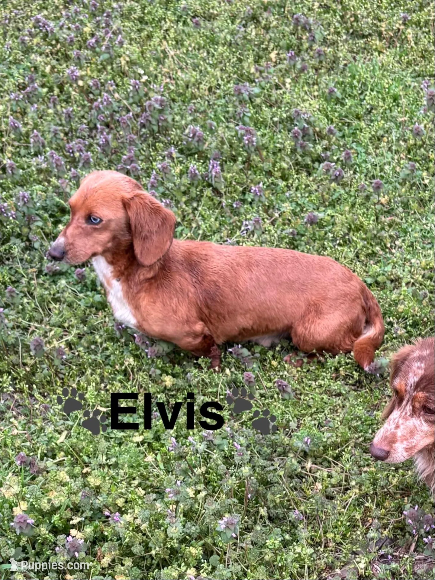 Blue Eyed Dappy, a male Miniature Dachshund for sale in London, AR – Photo 6 of 7