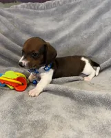 Freddie, a male Miniature Dachshund for sale in London, AR – 3 of 3
