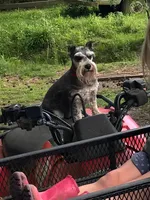 Pearl, a female Miniature Schnauzer for sale in London, AR – 4 of 5