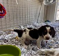  Charlie, a male Miniature Dachshund for sale in London, AR – 5 of 5
