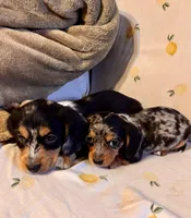 Dapper Dan, a male Miniature Dachshund for sale in London, AR – Photo 2 of 2