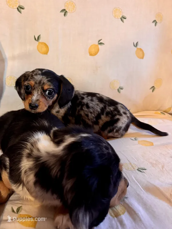Dapper Dan – Miniature Dachshund puppy for sale in London, AR