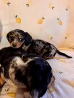 Dapper Dan, a male Miniature Dachshund for sale in London, AR – Photo 1 of 2