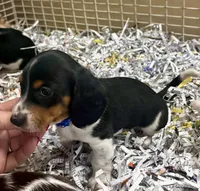 Willie, a male Miniature Dachshund for sale in London, AR – 3 of 4