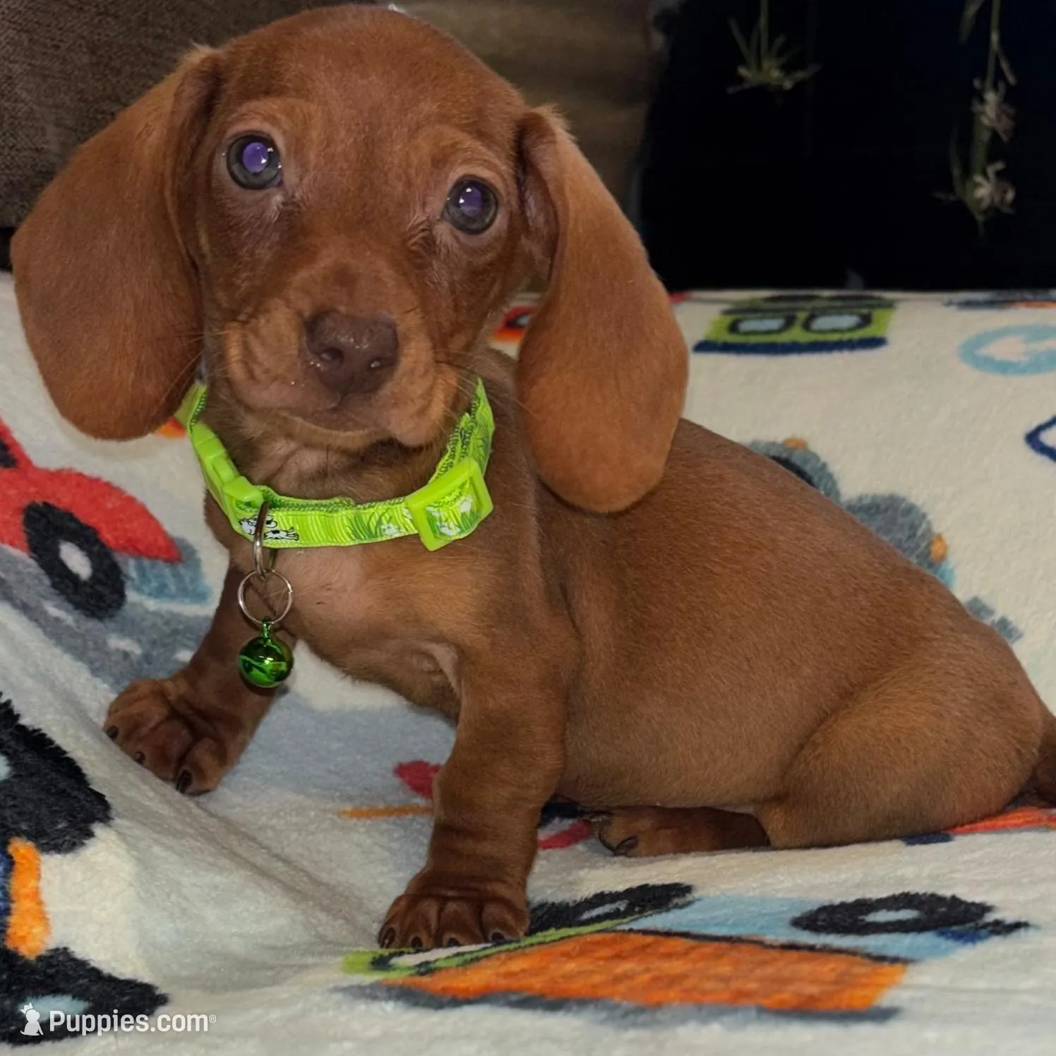 Baxter – Miniature Dachshund puppy for sale in London, AR