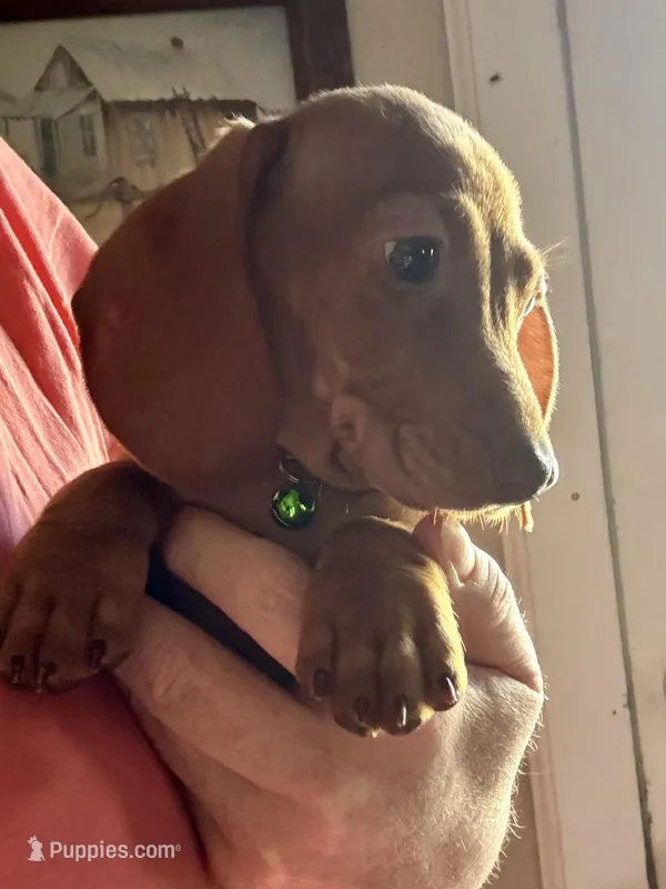 Baxter – Miniature Dachshund puppy for sale in London, AR