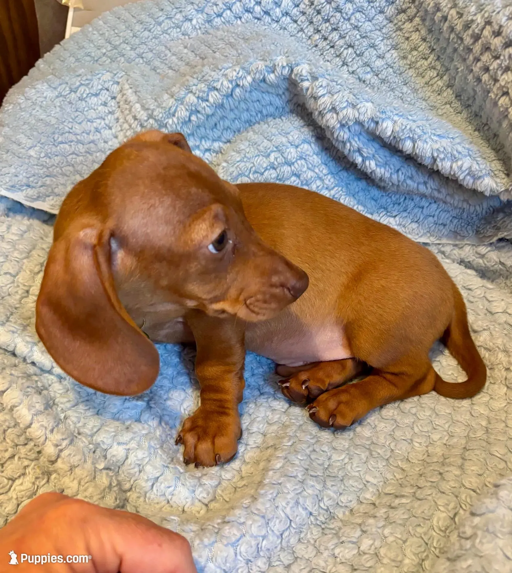 Baxter, a male Miniature Dachshund for sale in London, AR – Photo 5 of 7
