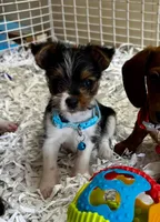 Shiloh, a male Yorkshire Terrier for sale in London, AR – 3 of 4