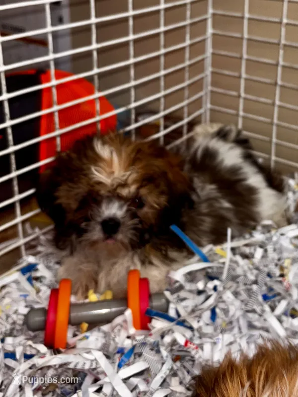Pugsley – Shih Tzu puppy for sale in London, AR