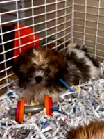 Pugsley, a male Shih Tzu for sale in London, AR – 2 of 3