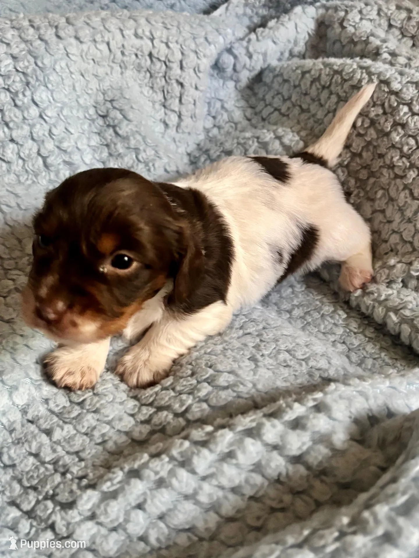 Yogi – Miniature Dachshund puppy for sale in London, AR