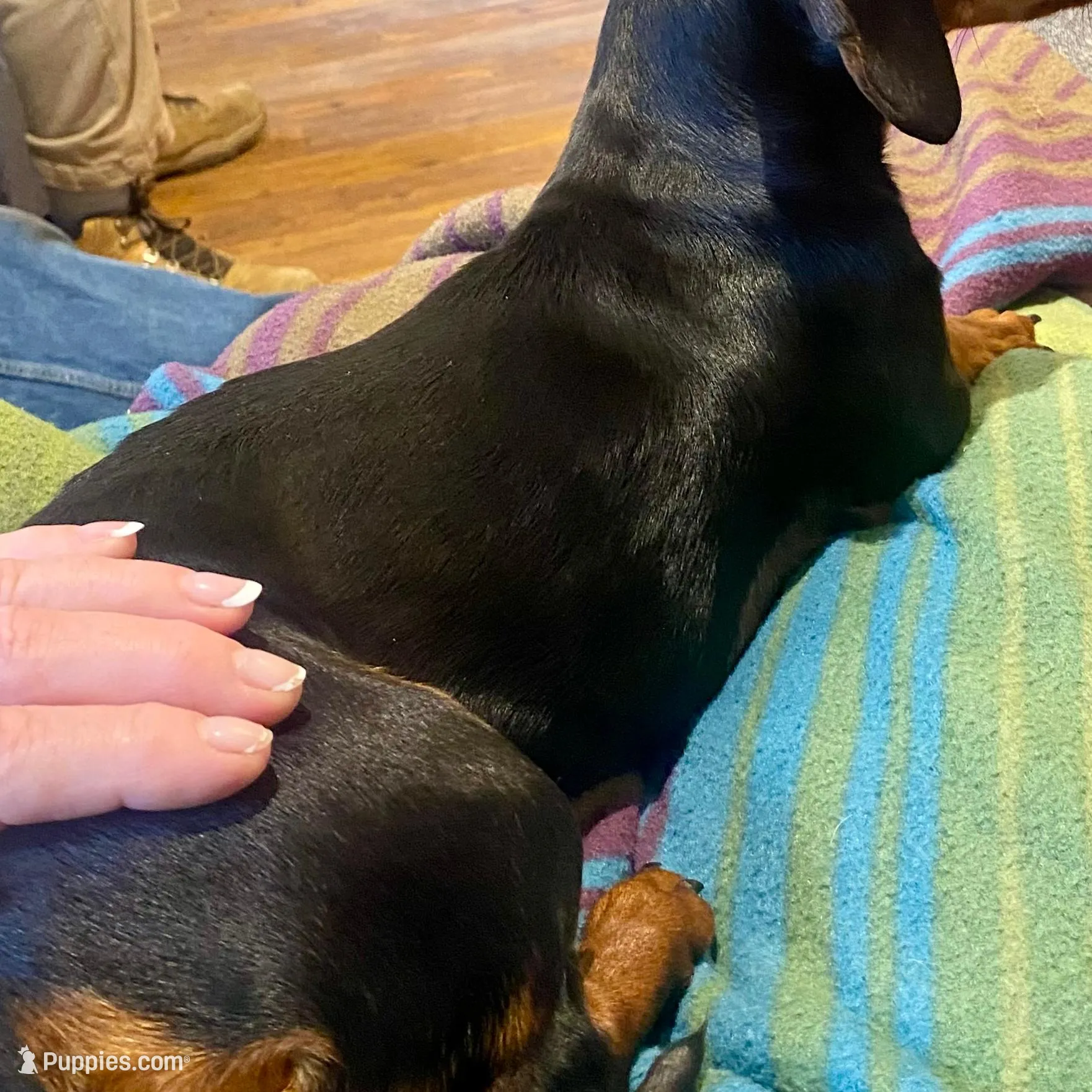 Oliver, a male Miniature Dachshund for sale in London, AR – Photo 2 of 3