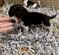 Willie, a male Miniature Dachshund for sale in London, AR – 2 of 4
