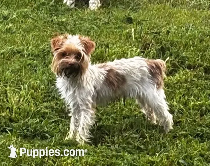 Shiloh, a male Yorkshire Terrier for sale in London, AR – 5 of 5