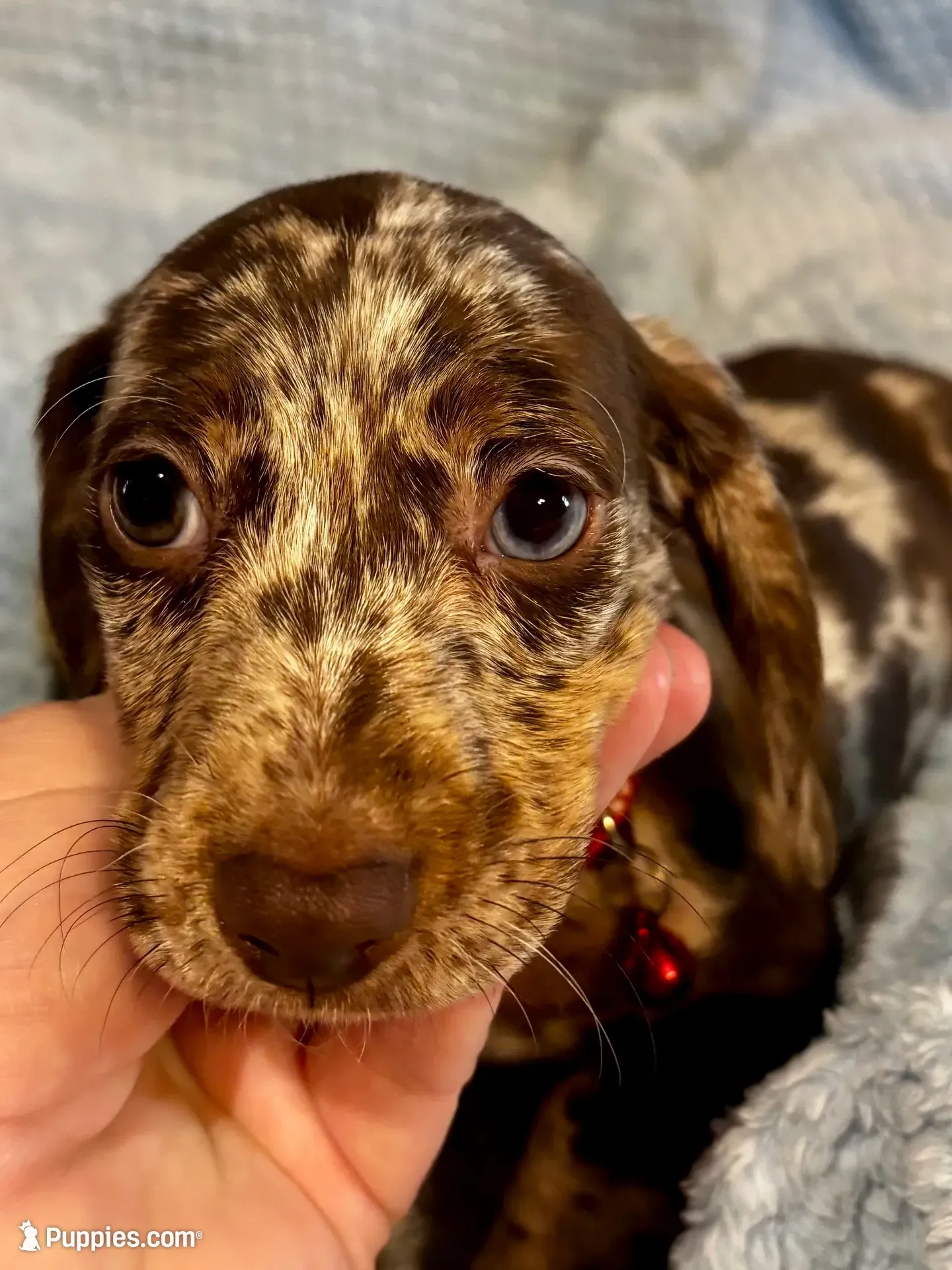 Sebastian Blue Eye, a male Miniature Dachshund for sale in London, AR – 3 of 5