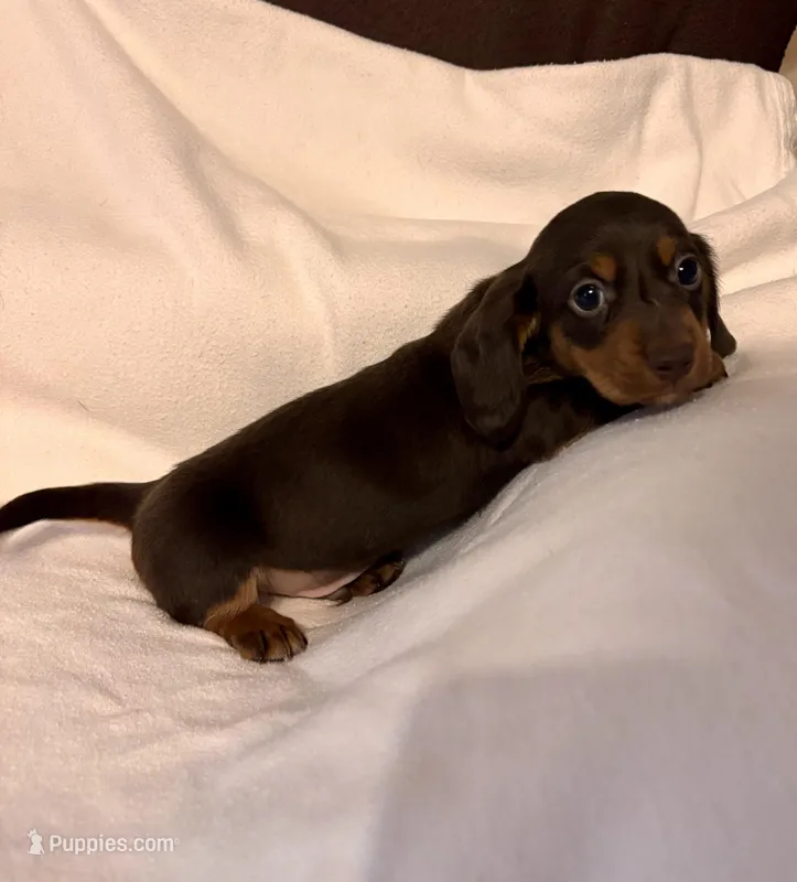 Charlie – Miniature Dachshund puppy for sale in London, AR