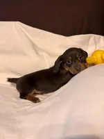 Charlie, a male Miniature Dachshund for sale in London, AR – Photo 2 of 2