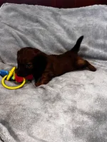 Teddy, a female Miniature Dachshund for sale in London, AR – 3 of 3