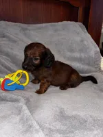 Teddy, a female Miniature Dachshund for sale in London, AR – 1 of 3