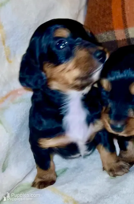 Cash – Miniature Dachshund puppy for sale in London, AR