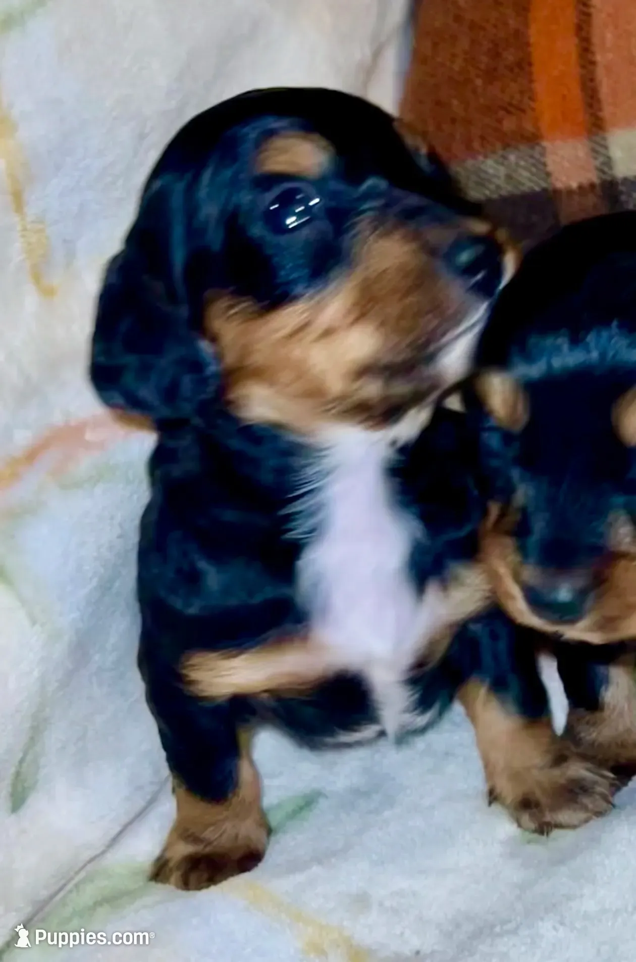 Cash, a male Miniature Dachshund for sale in London, AR – 1 of 4