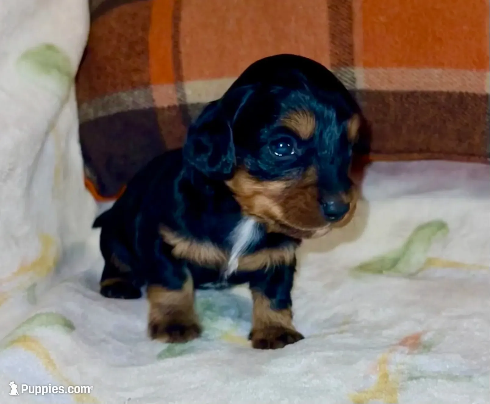 Peter, a male Miniature Dachshund for sale in London, AR – 2 of 4