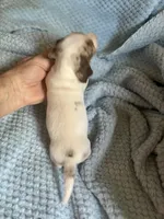 Dappy, a male Miniature Dachshund for sale in London, AR – Photo 2 of 5