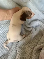 Dappy, a male Miniature Dachshund for sale in London, AR – Photo 3 of 5