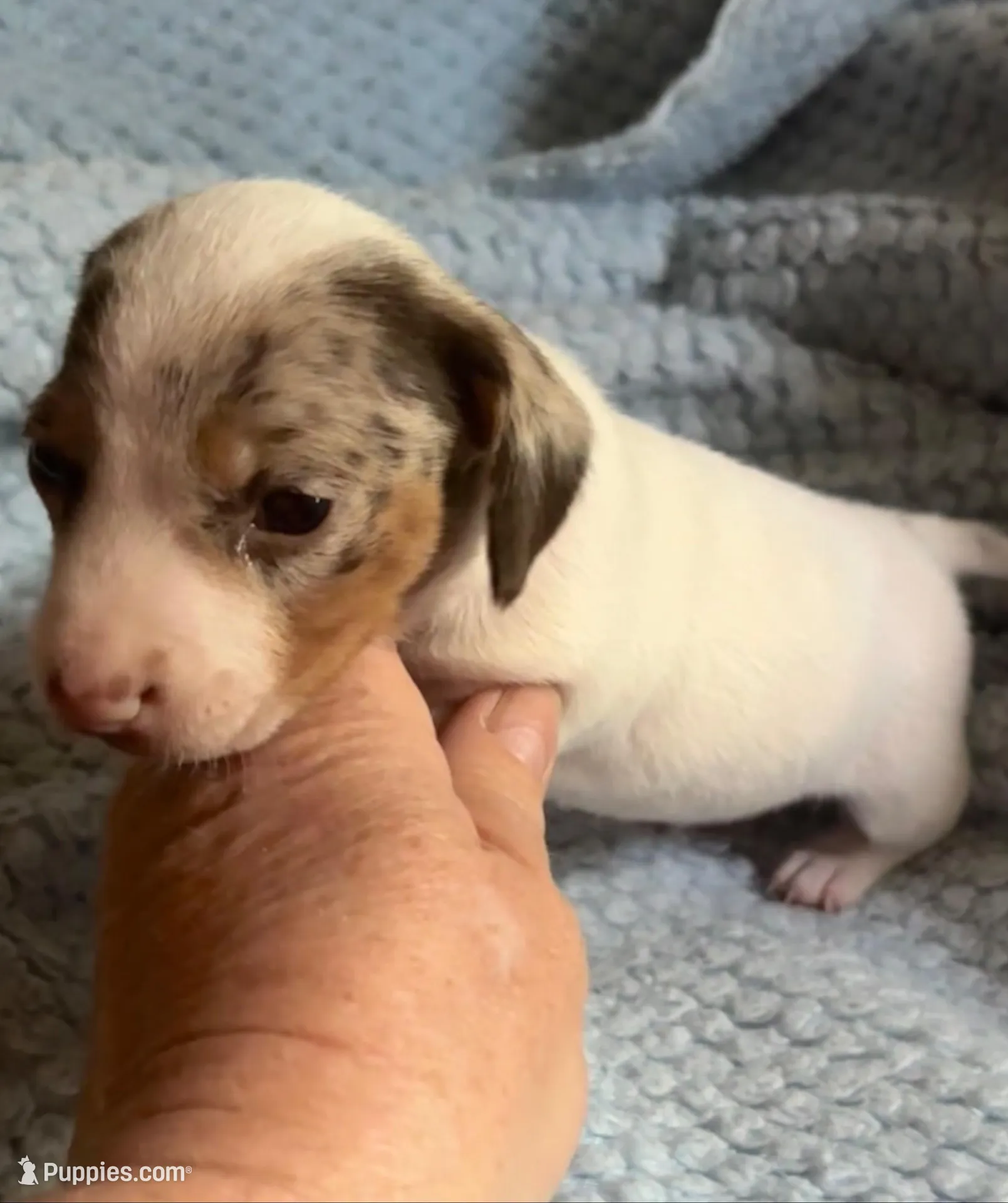 Dappy, a male Miniature Dachshund for sale in London, AR – Photo 4 of 5