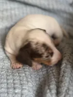 Dappy, a male Miniature Dachshund for sale in London, AR – Photo 5 of 5