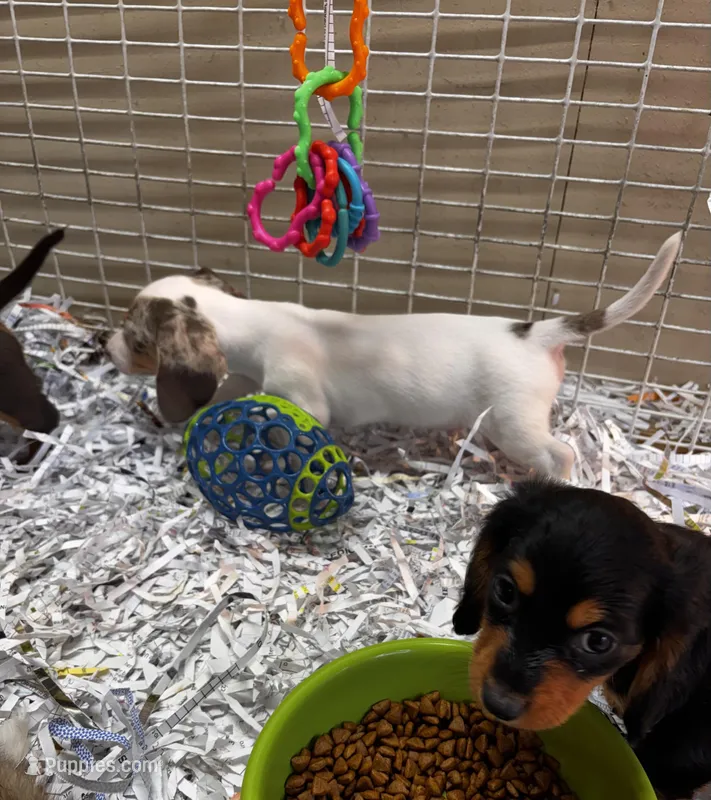 Blue Eyed Dappy – Miniature Dachshund puppy for sale in London, AR