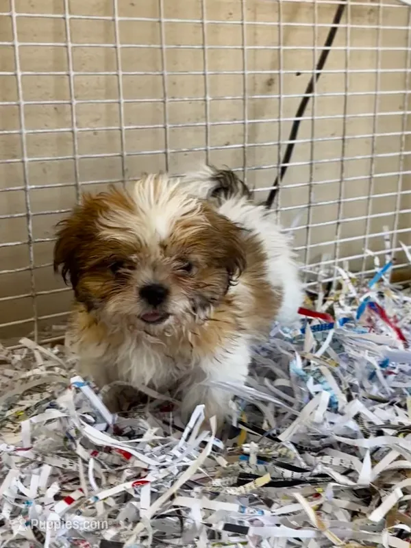 Odie – Shih Tzu puppy for sale in London, AR