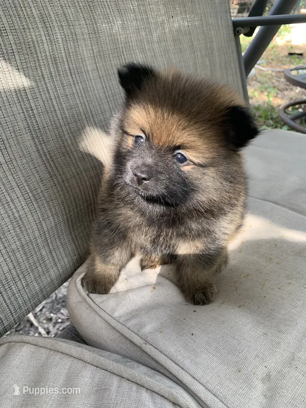 Mocha – Pomeranian puppy for sale in San Antonio, TX