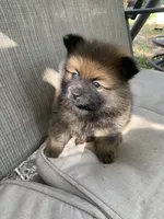 Mocha, a male Pomeranian for sale in San Antonio, TX – 1 of 1