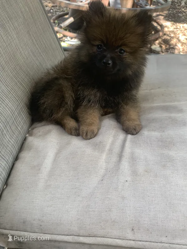 Chocolate  – Pomeranian puppy for sale in San Antonio, TX