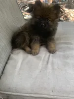 Chocolate , a male Pomeranian for sale in San Antonio, TX – 1 of 1